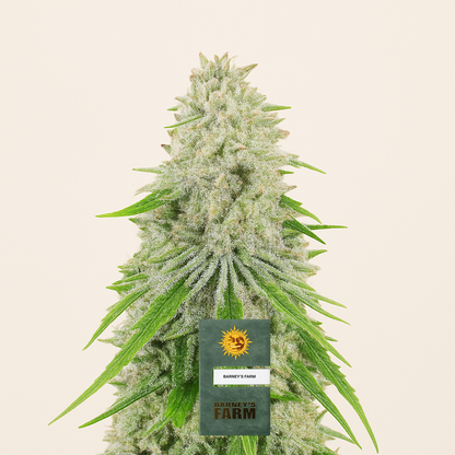 Purple Punch x Lemon Drizzle feminisierte Samen (Barney’s Farm)