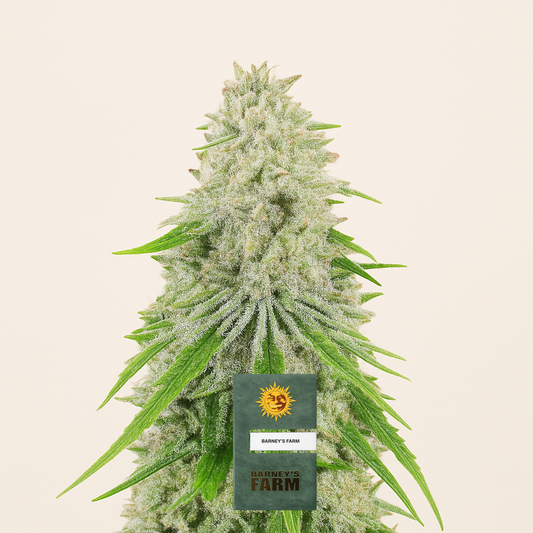Purple Punch x Lemon Drizzle feminisierte Samen (Barney’s Farm)