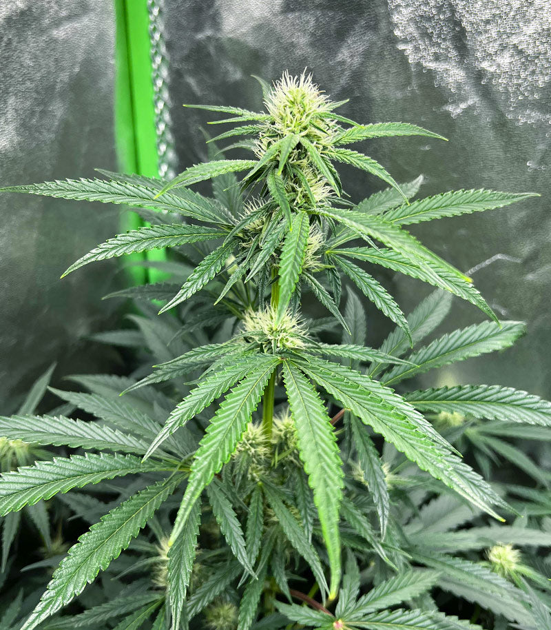 Purple Juice Auto Cannabispflanze – Herbies Seeds, Foto 3