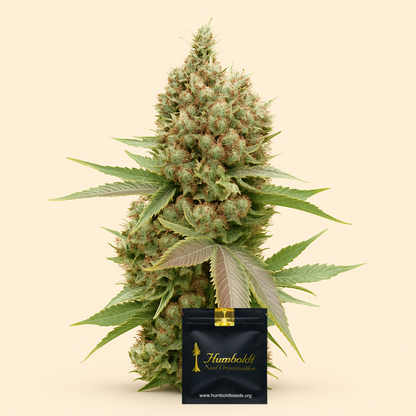 Banana Sapphire Samen feminisiert (Humboldt Seeds Organization)