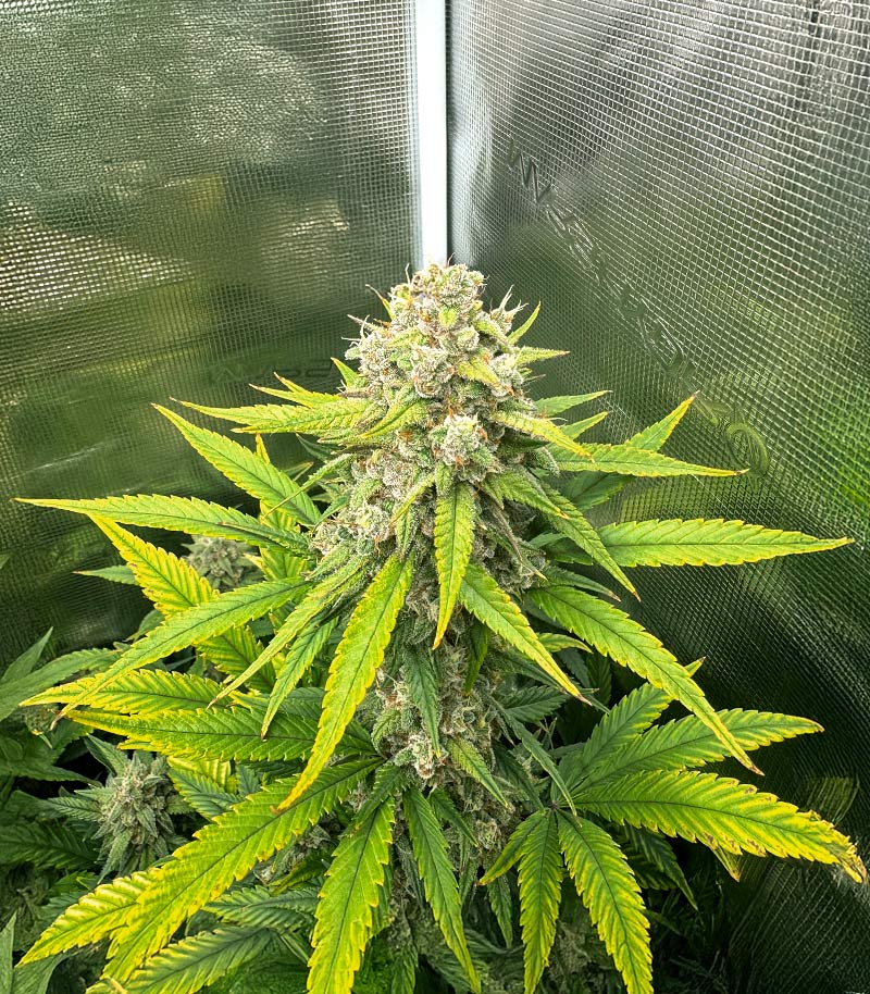 Papaya Cookies Auto Cannabispflanze – Fast Buds, Foto 1