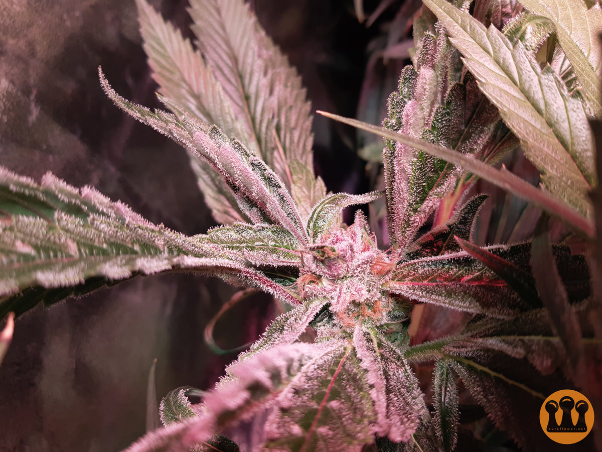 Skywalker Haze Cannabispflanze – Dutch Passion, Foto 4
