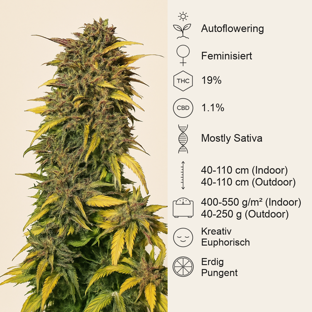 Black Jack Auto (Sweet Seeds) Cannabis-Samen