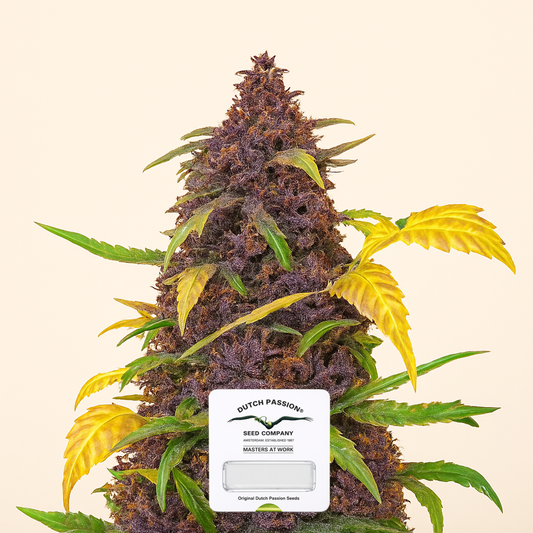 Auto Blackberry Kush feminisierte Samen