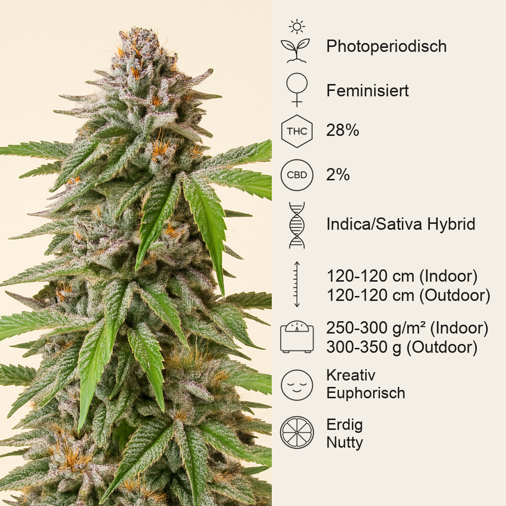 Dozy Breath feminisierte Samen (AlphaFem Seeds)