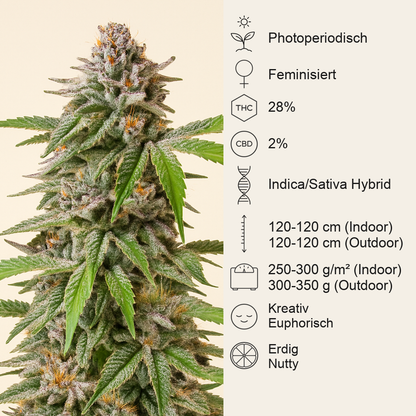 Dozy Breath feminisierte Samen (AlphaFem Seeds)