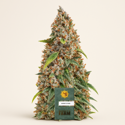 Strawberry Cheesecake Auto Samen feminisiert (Barney's Farm)