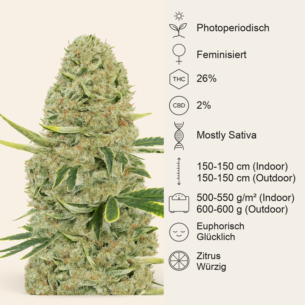 Kali Banner feminisierte Samen (AlphaFem Seeds)