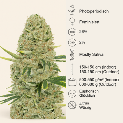 Kali Banner feminisierte Samen (AlphaFem Seeds)