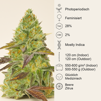 Grand Daddy Purple Fast Version feminisierte Samen (EGS)