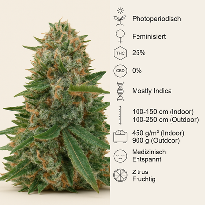 Sugar Black Rose Early Version feminisiertes Saatgut (Delicious Seeds)