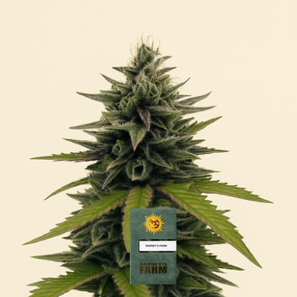 Afghan Hash Plant regular (Barney's Farm) Cannabis-Samen