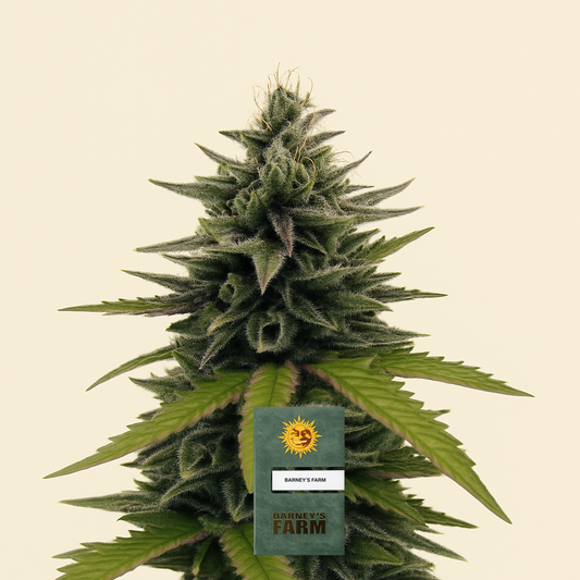 Afghan Hash Plant regular (Barney's Farm) Cannabis-Samen