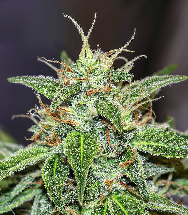 Choco Thai Auto Cannabispflanze – Herbies Seeds, Foto 2