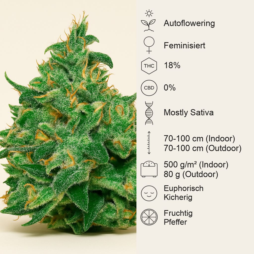 Critical Jack Herer Auto (Delicious Seeds)