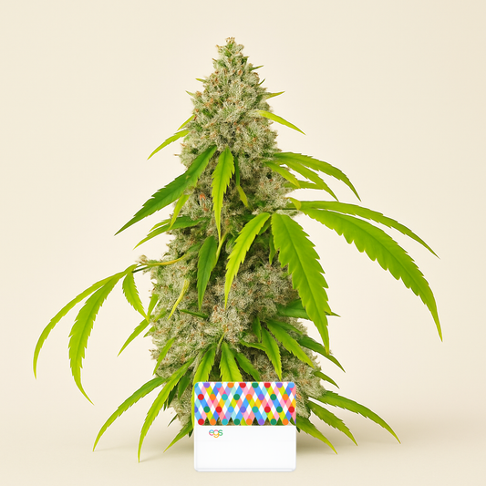 OG Kush Fast Version feminisierte Samen (EGS)