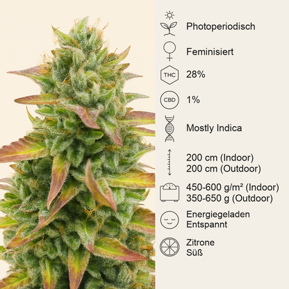 Tropicana Cookies Fast Flowering feminisierte Samen (Fast Buds)
