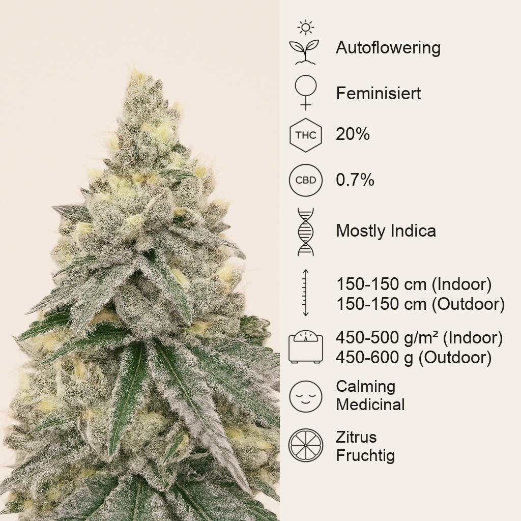 Purple Tropicana Cookies Autoflower feminisierte Samen (Seedkeepers)