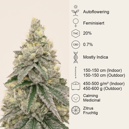 Purple Tropicana Cookies Autoflower feminisierte Samen (Seedkeepers)