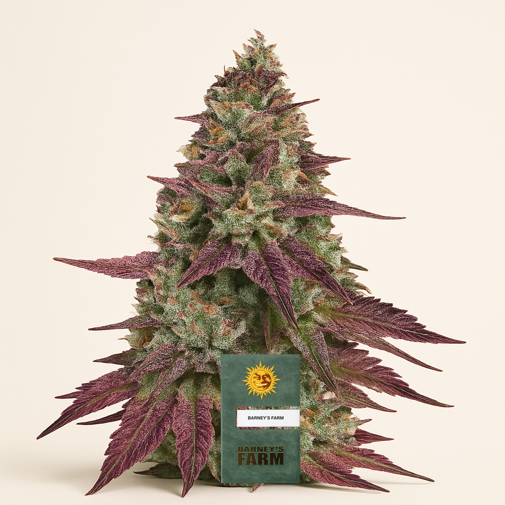 Mimosa EVO feminisierte Samen (Barney's Farm)
