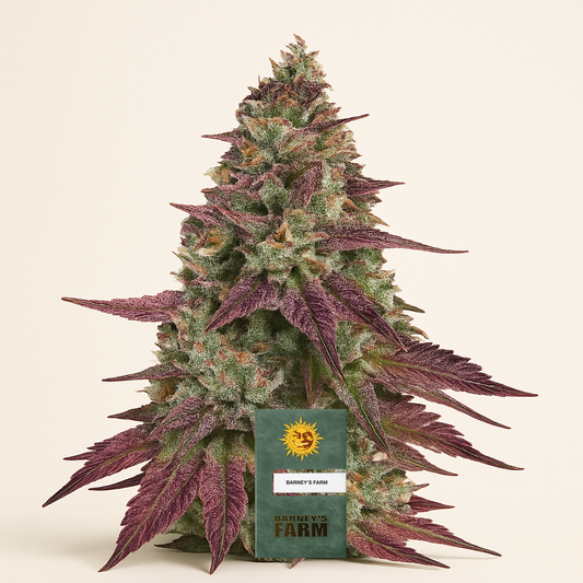 Mimosa EVO feminisierte Samen (Barney's Farm)