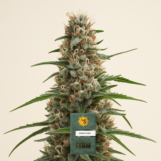 Zoap feminisierte Samen (Barney's Farm)