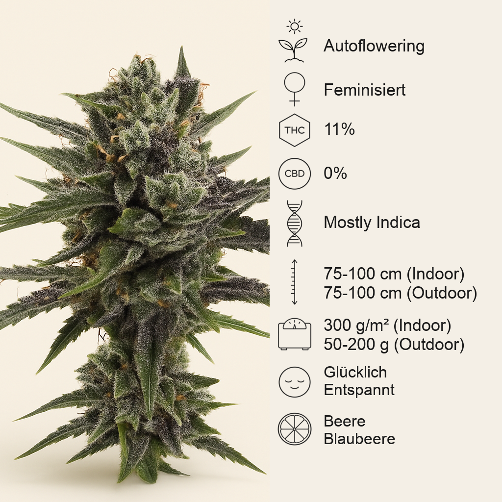 Auto Blueberry (Dutch Passion) Cannabis-Samen