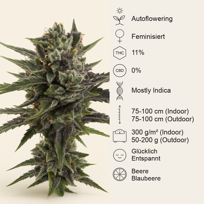 Auto Blueberry (Dutch Passion) Cannabis-Samen