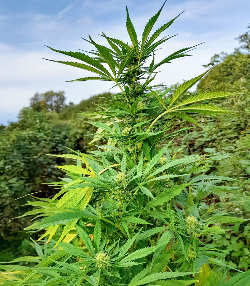 Passion #1 Cannabispflanze – Dutch Passion, Foto 5