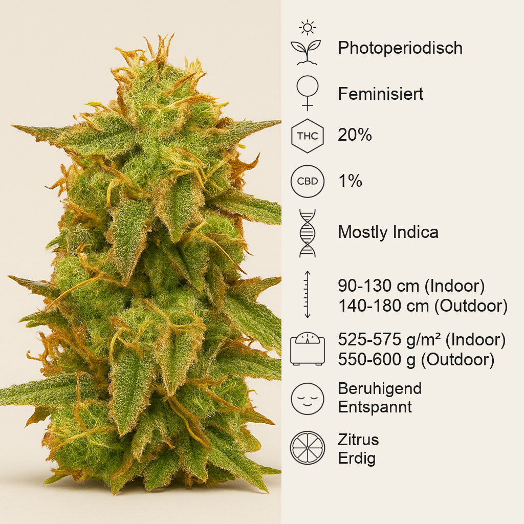 Royal Domina (RQS) Cannabis-Samen
