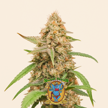 Tropicanna Poison XL Auto feminisierte Samen (Sweet Seeds)