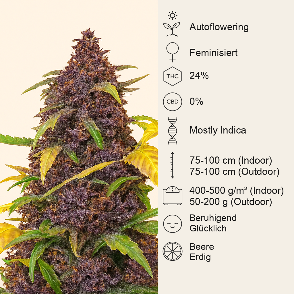 Auto Blackberry Kush feminisierte Samen