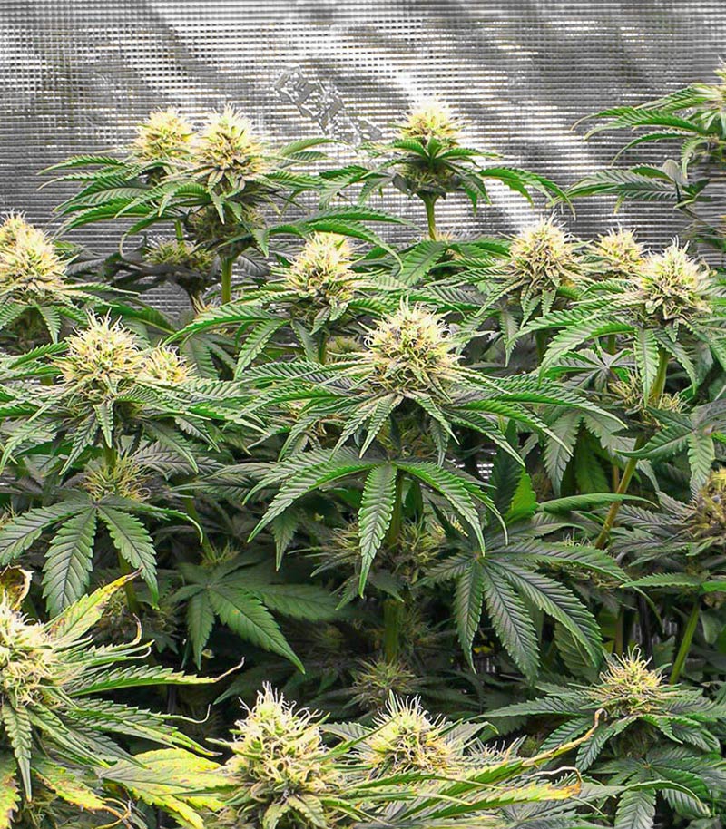 Bruce Banner Fast Version Cannabispflanze – EGS, Foto 1