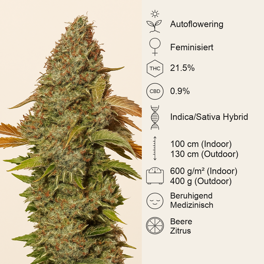 Z OG Auto (Barney's Farm) Cannabis-Samen