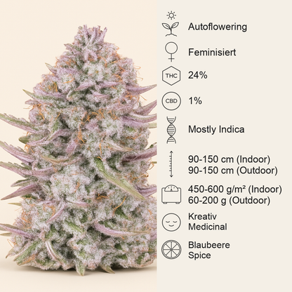 Purple Punch Auto feminisierte Samen (Fast Buds)