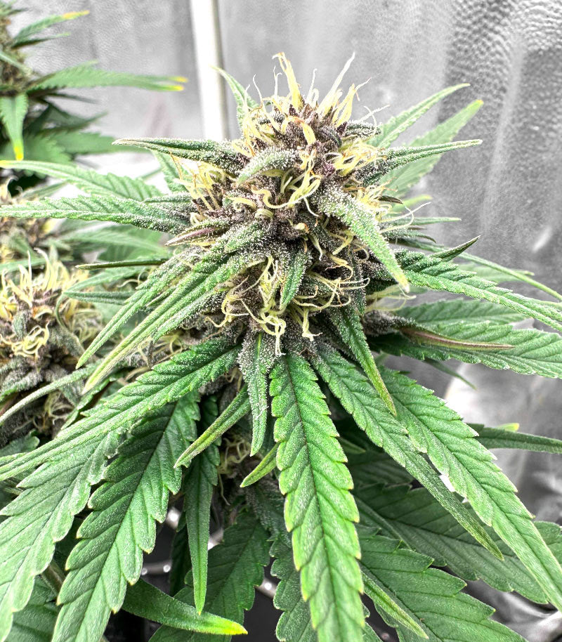 Tropicana Cookies Auto Cannabispflanze – Fast Buds, Foto 1