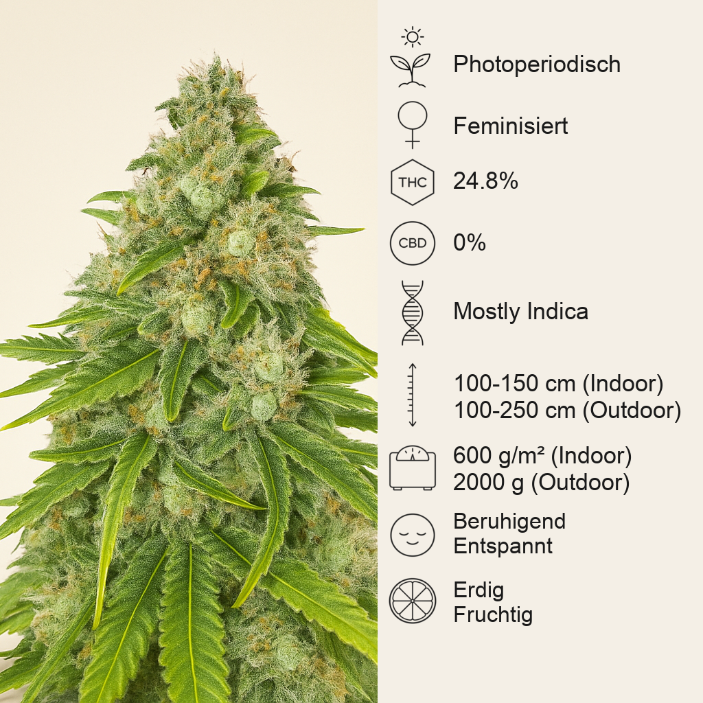 Eleven Roses Early Version feminisierte Samen (Delicious Seeds)