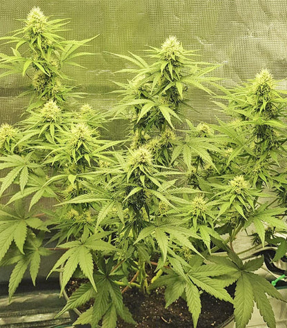Skywalker Haze Cannabispflanze – Dutch Passion, Foto 14