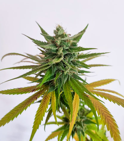 Passion #1 Cannabispflanze – Dutch Passion, Foto 3