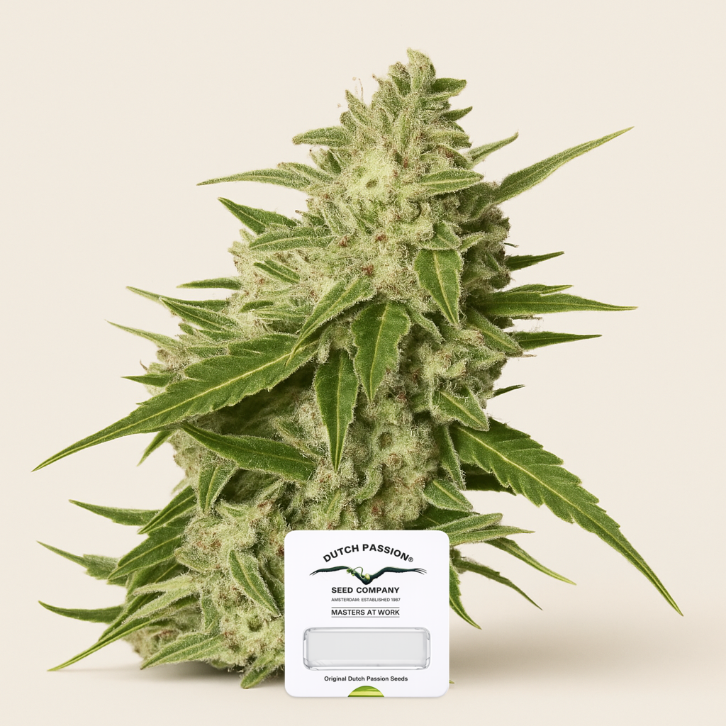 Auto Mazar (Dutch Passion) Cannabis-Samen