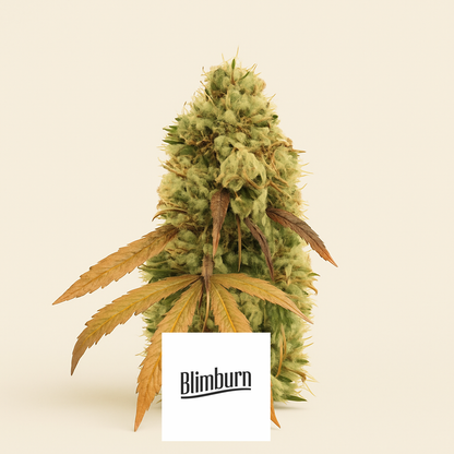 Critical Automatic (BlimBurn Seeds)