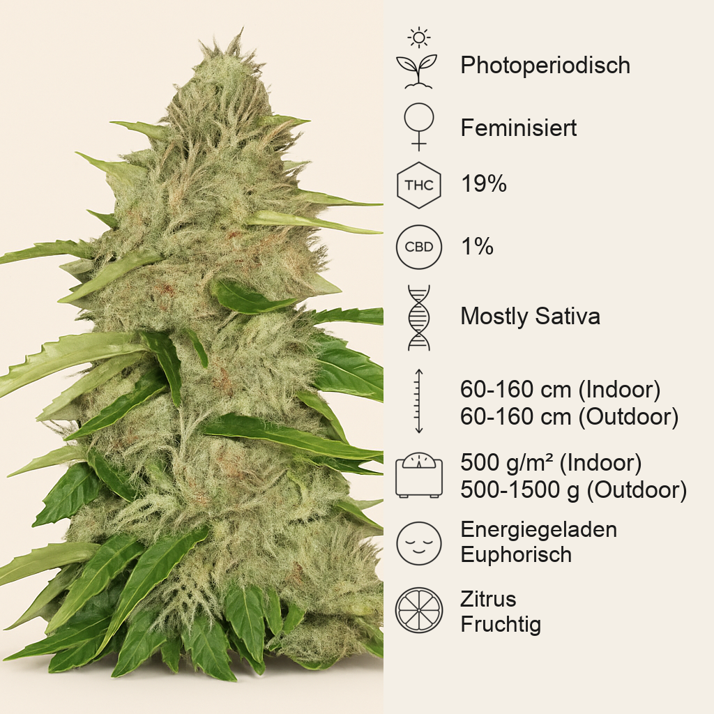 Nefertiti (Pyramid Seeds) Cannabis-Samen