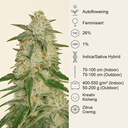 Gelato Auto feminisierte Samen (Fast Buds)
