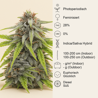 Donutz feminisierte Samen (Humboldt Seed Company)