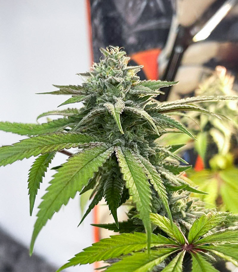 Florida Sunrise Autoflower Cannabispflanze – Seedkeepers, Foto 3