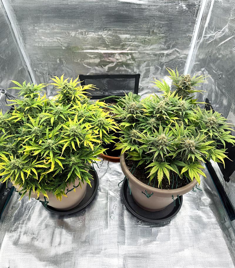 Special Queen 1 Auto Cannabispflanze – Royal Queen Seeds, Foto 5
