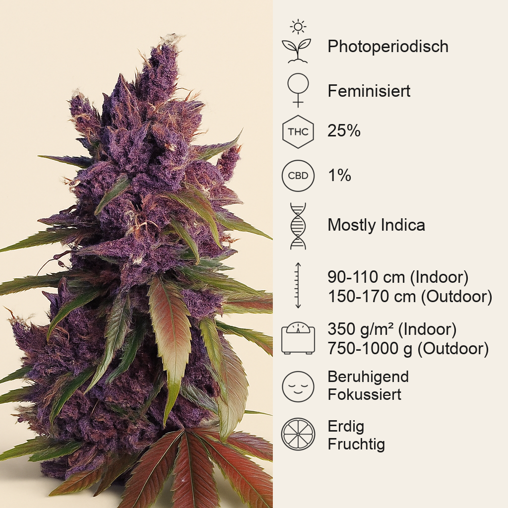 Black Cherry Punch feminisiertes Saatgut (Pyramid Seeds)