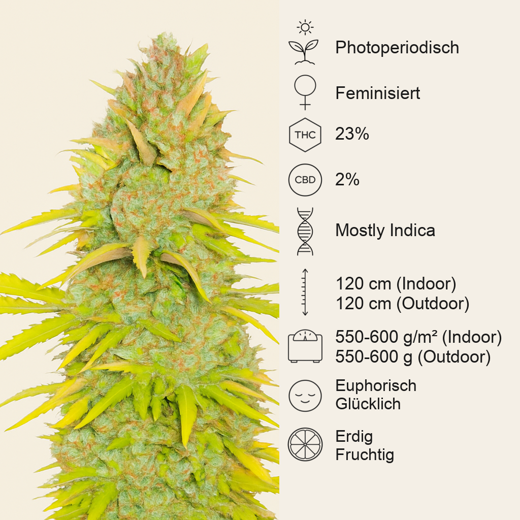 Candy Kush Fast Version feminisierte Samen (EGS)