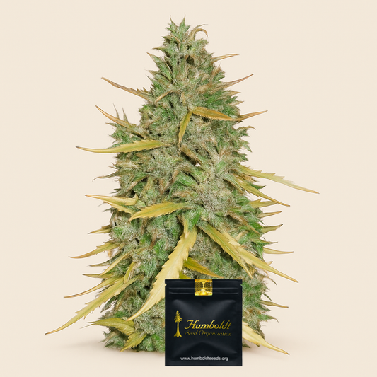 Amnesia CBD Pure Auto Samen feminisiert (Humboldt Seeds Organization)