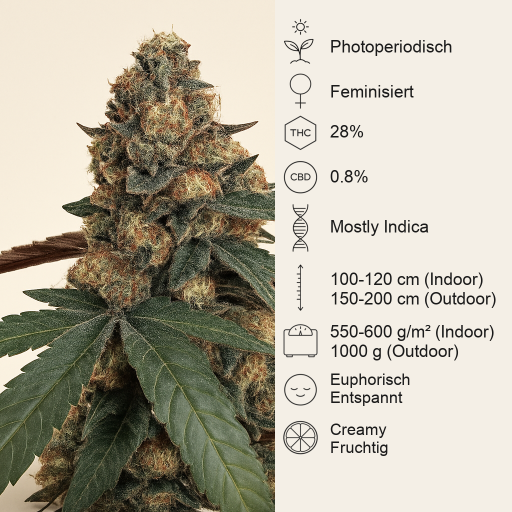 Runtz Muffin feminisierte Samen (Barney's Farm)